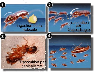 Mode d'action du gel alimentaire Mode d'action du gel alimentaire