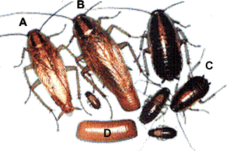 blatte adulte male et femelle, ootheque et nymphe blatte adulte male et femelle, ootheque et nymphe