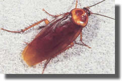 Blatte Americaine
