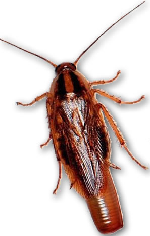 Blatte Germanique femelle avec son oothèque Blatte Germanique femelle avec son oothèque