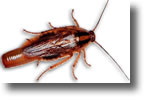Blatte Germanique