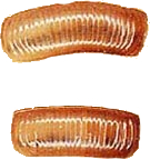 Oothèque germanique Oothèque germanique