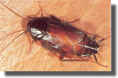 Blatte Orientale