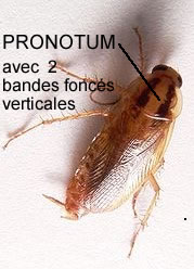 Pronotom et ces deux bandes verticales Pronotom et ces deux bandes verticales