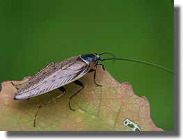 Ectobius Blattes