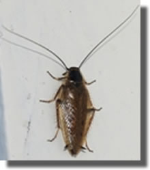 Ectobius Lapponicus.jpg